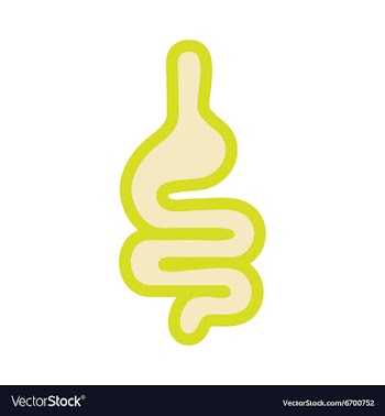 Icon of human intestines in flat style vector image
