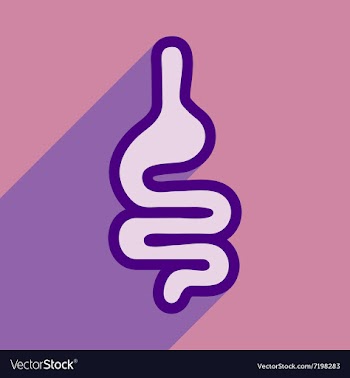 Icon of human intestines in flat style vector image