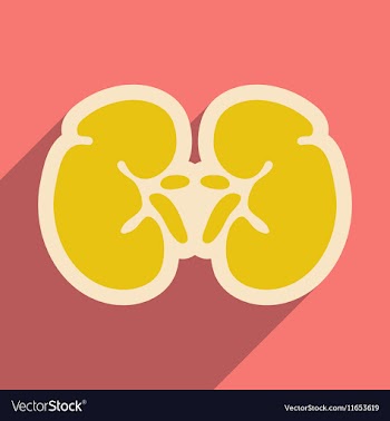 Icon of human kidney in flat style vector image