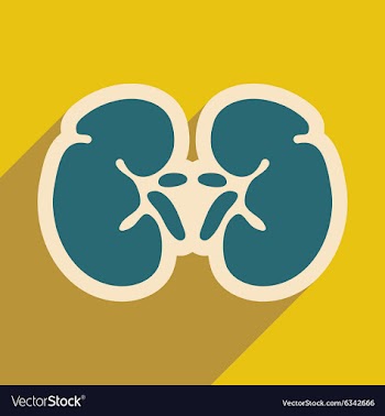 Icon of human kidney in flat style vector image