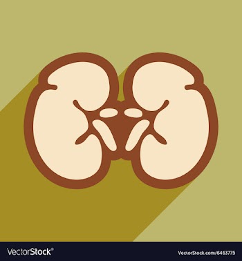 Icon of human kidney in flat style vector image