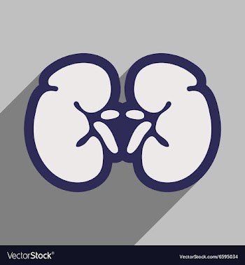 Icon of human kidney in flat style vector image