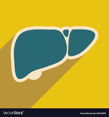 Icon of human liver in flat style vector image