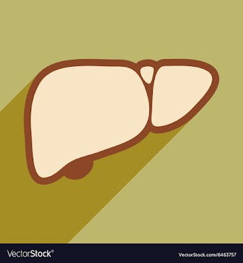 Icon of human liver in flat style vector image