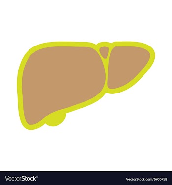 Icon of human liver in flat style vector image