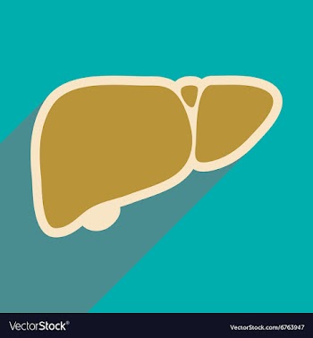 Icon of human liver in flat style vector image