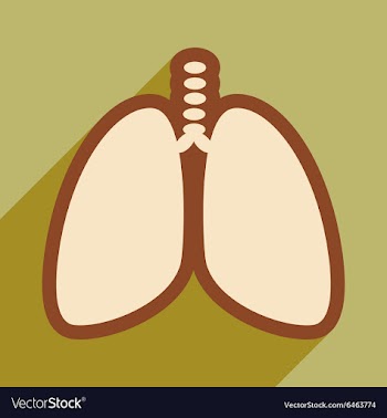 Icon of human lungs in flat style vector image