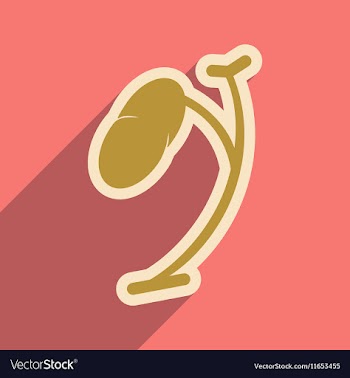 Icon of human spleen in flat style vector image