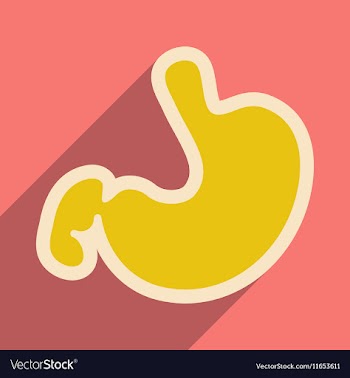 Icon of human stomach in flat style vector image