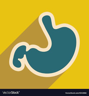 Icon of human stomach in flat style vector image