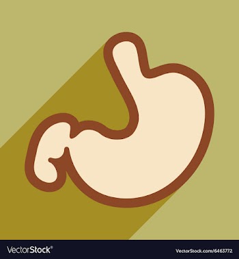 Icon of human stomach in flat style vector image