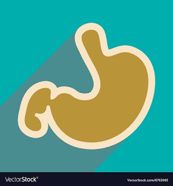 Icon of human stomach in flat style vector image