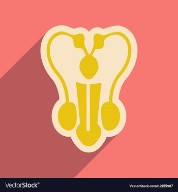 Icon of man s penis in flat style vector image