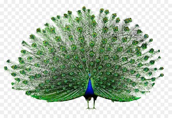 Icon - Open peacock 