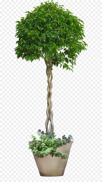 Icon - Trees 