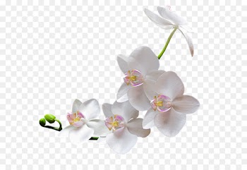 Icon - White apricot 