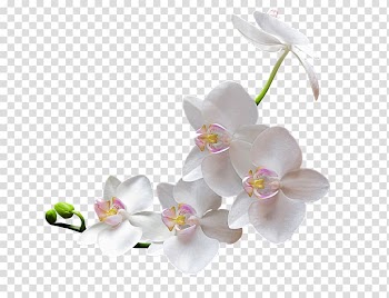 Icon, White apricot transparent background PNG clipart