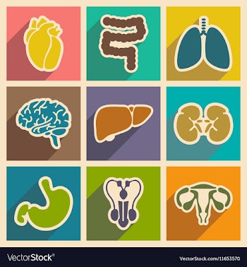 Icons of assembly internal organs in flat style vector image