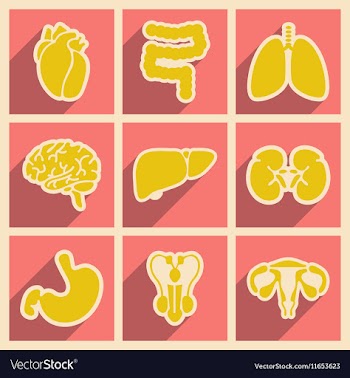 Icons of assembly internal organs in flat style vector image