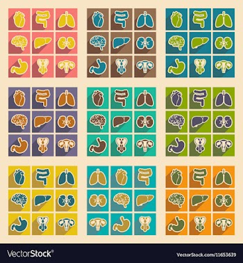 Icons of assembly internal organs in flat style vector image