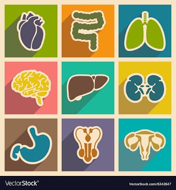 Icons of assembly internal organs in flat style vector image