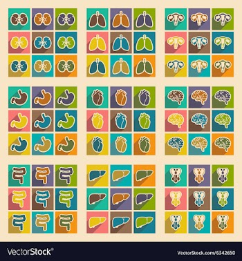Icons of assembly internal organs in flat style vector image