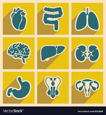 Icons of assembly internal organs in flat style vector image