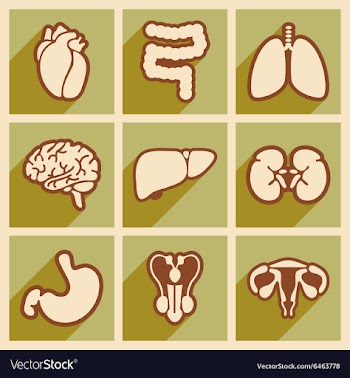 Icons of assembly internal organs in flat style vector image