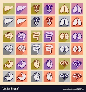 Icons of assembly internal organs in flat style vector image