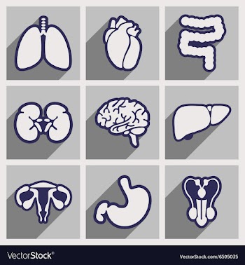 Icons of assembly internal organs in flat style vector image