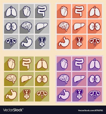 Icons of assembly internal organs in flat style vector image