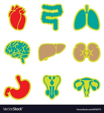 Icons of assembly internal organs in flat style vector image