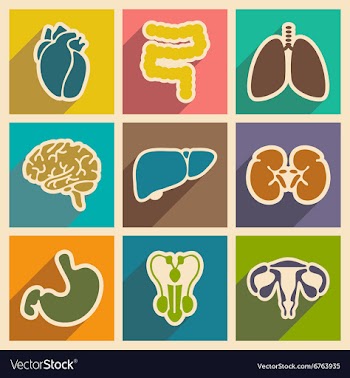 Icons of assembly internal organs in flat style vector image
