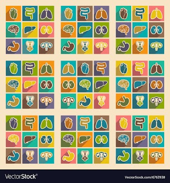 Icons of assembly internal organs in flat style vector image