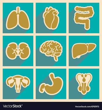 Icons of assembly internal organs in flat style vector image