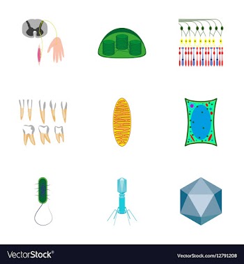 Icons set in flat style cells viruses teeth vector image