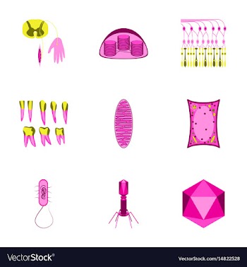 Icons set in flat style cells viruses teeth vector image