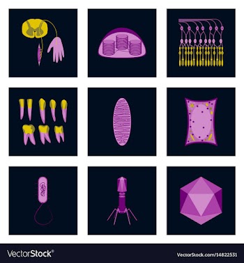 Icons set in flat style cells viruses teeth vector image