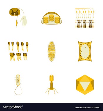 Icons set in flat style cells viruses teeth vector image