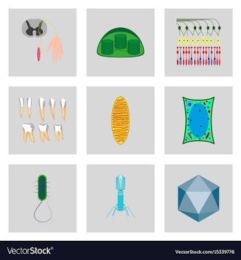 Icons set in flat style cells viruses teeth vector image