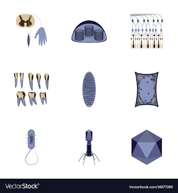 Icons set in flat style cells viruses teeth vector image