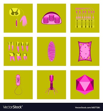 Icons set in flat style cells viruses teeth vector image