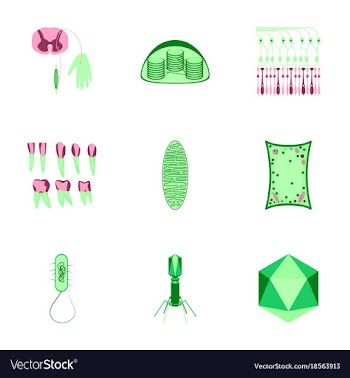 Icons set in flat style cells viruses teeth vector image