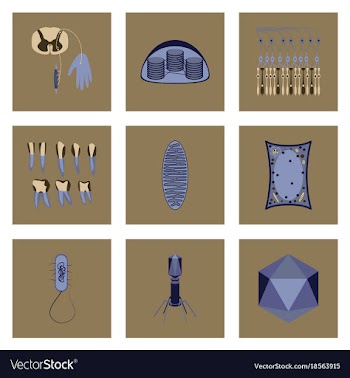 Icons set in flat style cells viruses teeth vector image