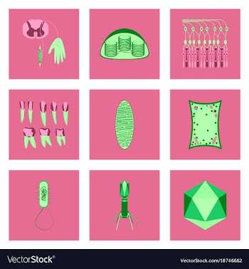 Icons set in flat style cells viruses teeth vector image