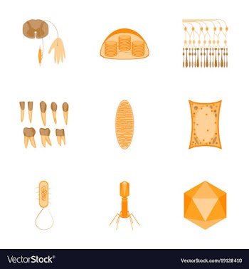 Icons set in flat style cells viruses teeth vector image