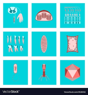 Icons set in flat style cells viruses teeth vector image