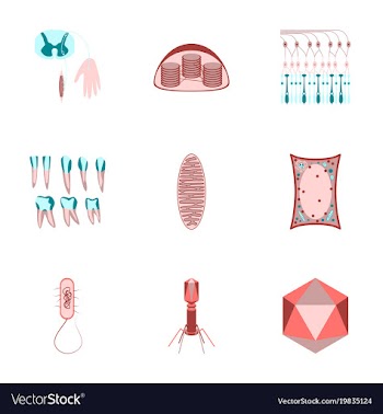 Icons set in flat style cells viruses teeth vector image