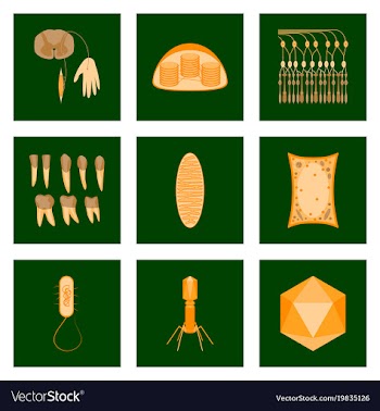 Icons set in flat style cells viruses teeth vector image