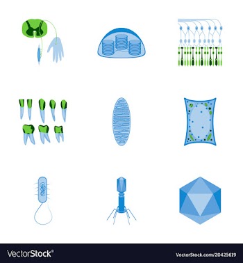 Icons set in flat style cells viruses teeth vector image